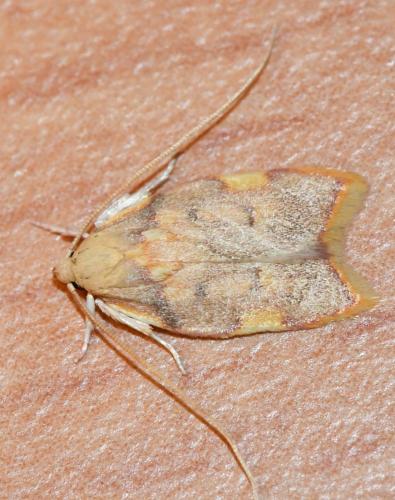 Réf. 308 991 : Carcina quercana